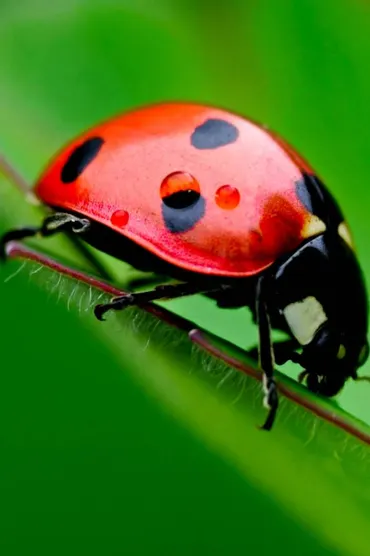 Lady Bug