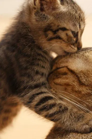 Lovely Cat