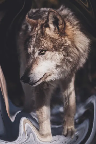 Mad Wolf WALLPAPERS