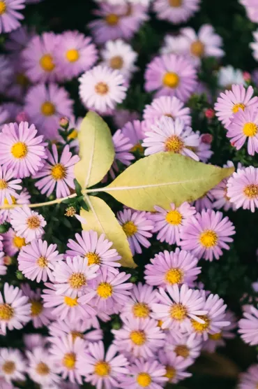 Multiflowers