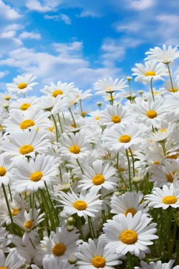Nature Flowers Wallpaper Nw