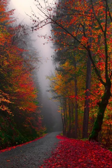 Nature Landscapf