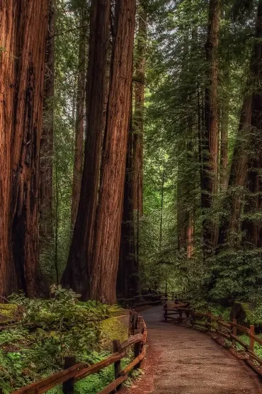 Nature Path F