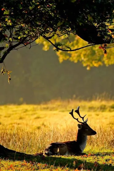 Naturehs
