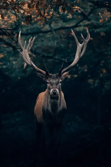 Nice Deer
