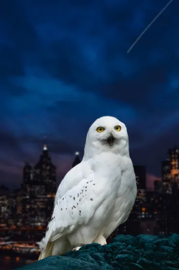 Owl WALLPAPERS