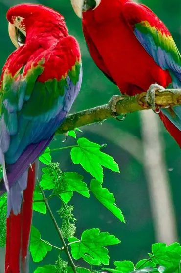 Parrots Hd