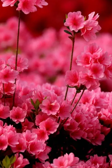 Pink Azalea F