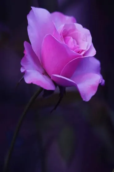 Pink Rose E Be