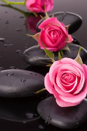 Pink Roses C