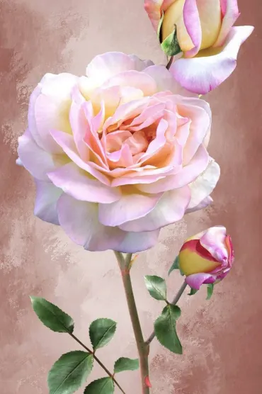Pink Roses D