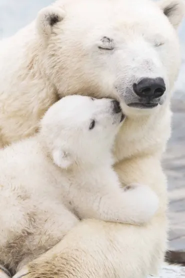 Polar Bears Hd