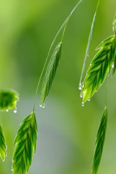 Rain Drops Dc