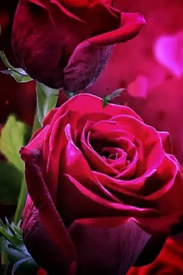 Roses A