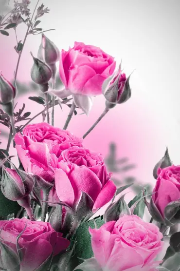 Roses D Ccd