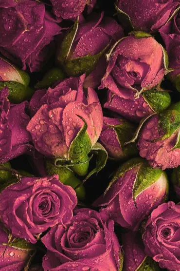 Roses F B