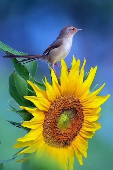 Sparrow On Sunfdd