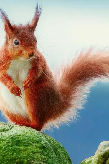 Squirre Hd