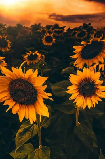 Sunflowers