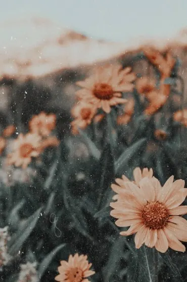 Tan Sunflowers D