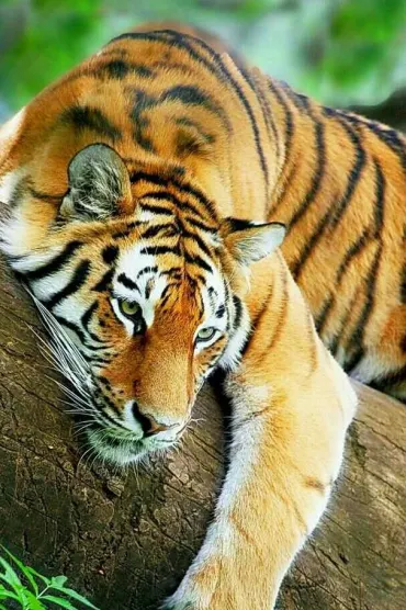 Tiger Af Hd