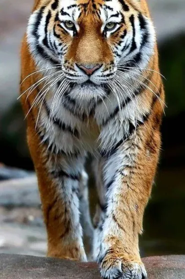 Tiger Hd