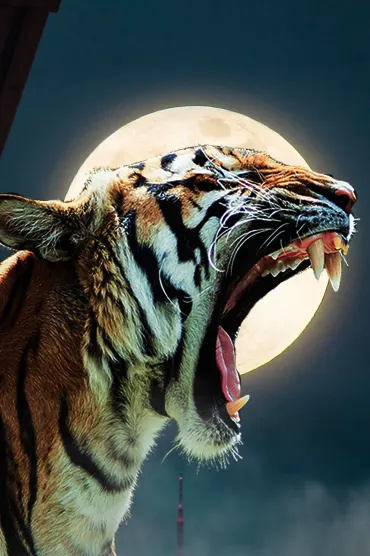 TIGER WALLPAPERS Hd