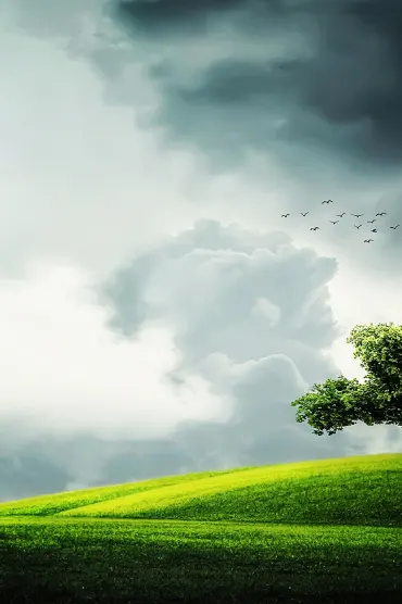 Tree Summer BeaPAPERS MmqQVJDwM BIBa IMvw