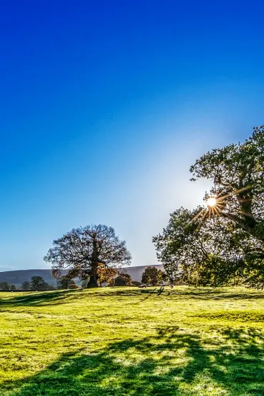 Tree Sun Suns