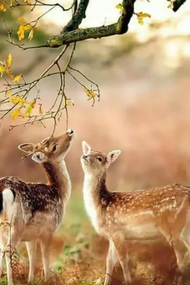 Wild Life Ffd Hd