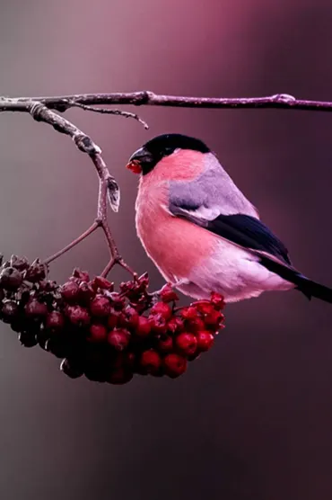 Winter Bird